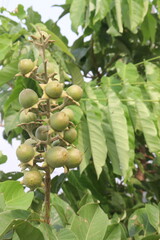 Lagerstroemia speciosa fruit on tree in farm