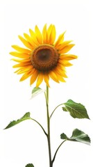 Fototapeta premium Bright yellow sunflower, white background, 4K hyperrealistic photo