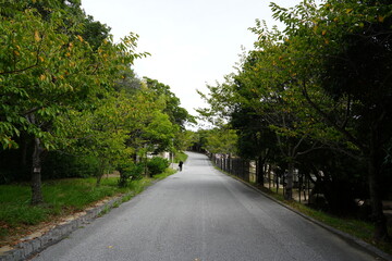 road in the park