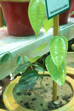 Haematocarpus validus leaf plant on nursery