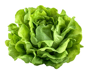green butter lettuce Isolated on transparent background. png file