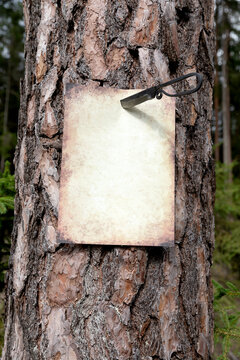 Altes Blatt Papier durchstochen mit einem altem Messer an einem Baumstamm in einem Nadelwald.