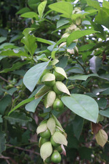 Gmelina philippensis flower plant on nursery