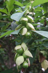 Gmelina philippensis flower plant on nursery