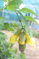 Gmelina philippensis flower plant on nursery