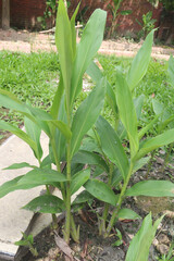 Ginger tree plant on farm