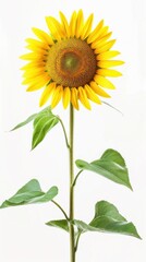 Fototapeta premium Bright yellow sunflower, white background, 4K hyperrealistic photo