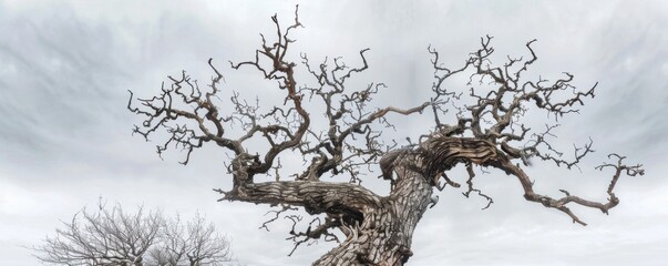 Obraz premium Withered and gnarled tree against a bleak winter sky, 4K hyperrealistic photo
