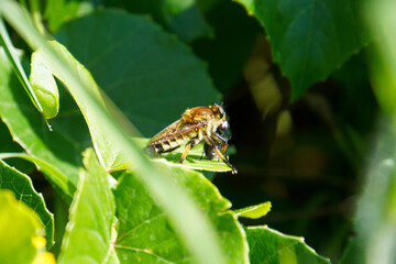 Natural detailed closeup on a Brown Heath Robberfly, Tolmerus cingulatus, eating predating on another fly in the garden