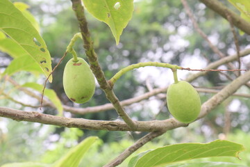 Elaeocarpus serratus also known Ceylon olive on tree