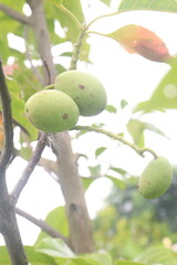 Elaeocarpus serratus also known Ceylon olive on tree