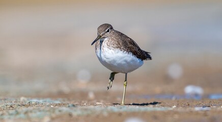 The Green Sandpiper (Tringa ochropus) usually lives in smaller bodies of water, such as streams and ponds, near freshwater in winter.