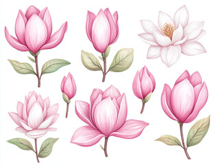 Naklejka premium Watercolor Magnolia Flowers: Delicate Pink & White Blooms