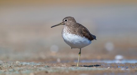 The Green Sandpiper (Tringa ochropus) usually lives in smaller bodies of water, such as streams and ponds, near freshwater in winter.