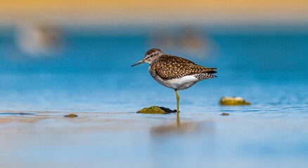 The Wood Sandpiper (Tringa glareola) is a wetland invertebrate-feeding bird found in suitable habitats in Asia, Europe, Africa and the Americas.