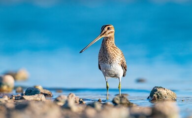Common Snipe (Gallinago gallinago) is a bird that lives in wetlands and feeds on aquatic invertebrates. It is a common species in Turkey.