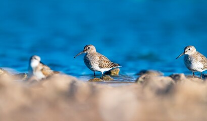 Dunlin (Calidris alpina) feeding in Kabaklı pond in Diyarbakır.