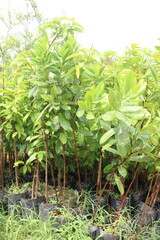 magnolia alba tree plant on farm