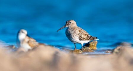 Dunlin (Calidris alpina) feeding in Kabaklı pond in Diyarbakır.