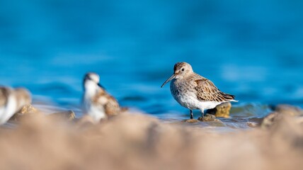 Dunlin (Calidris alpina) feeding in Kabaklı pond in Diyarbakır.