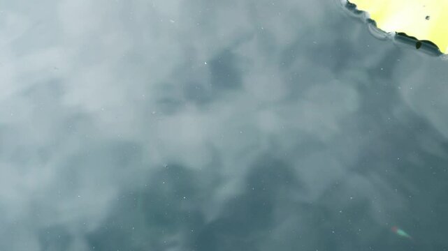 A small loach swims in the pond.연못속 작은 송사리가 헤엄을 칩니다.