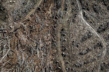 Destroyed forest by industry. Deforestation, logging, environmental destruction.