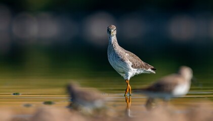 Common Redshank (Tringa totanus) is a migratory bird that feeds on worms and molluscs in wetlands in Asia, Europe, America and Africa.