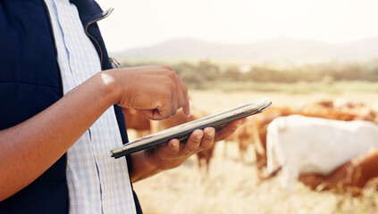 Cellphone, hand and farmer in field with livestock for agriculture, eco friendly and sustainability business. Phone, nature and supplier checking cattle stock for free range animals in countryside.