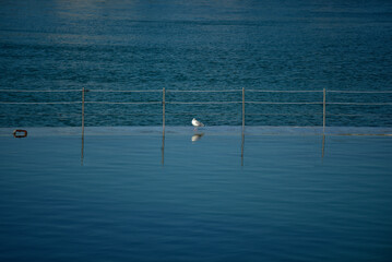 Dinard piscine naturelle et goéland