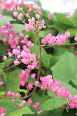 Mexican creeper flower plant on nursery