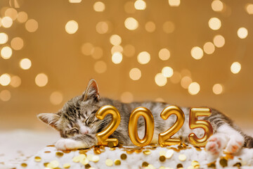 The kitten is sleeping peacefully behind the inscription of the numbers of the upcoming new year...