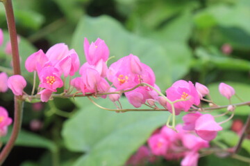 Mexican creeper flower plant on nursery