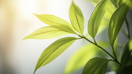 Obraz premium A close-up of vibrant green leaves illuminated by soft light.