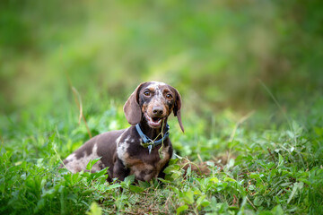 Smiling miniature marble dachshund on natural background