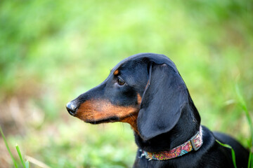 black & tan miniature dachshund stunning portrait