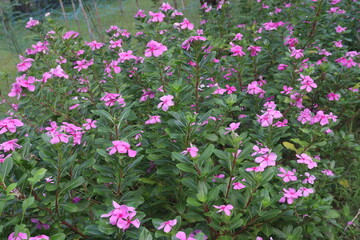Madagascar periwinkle flower plant on nursery