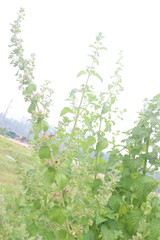 mesosphaerum suaveolens medicinal plant on field