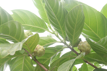 Obraz premium Morinda citrifolia Noni fruit on tree in nursery