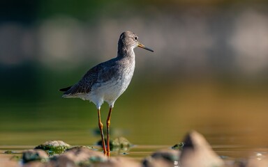 Common Redshank (Tringa totanus) is a migratory bird that feeds on worms and molluscs in wetlands in Asia, Europe, America and Africa.
