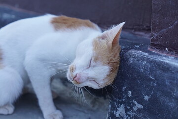 An Indonesian male domestic cat with white and orange fur playfully rolling on the ground, its bright orange eyes gleaming with excitement.