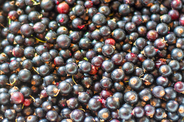 il ribes nero raccolto da coltivazione biologica dalle grandi proprietà antiossidanti