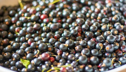 ribes nero da coltivazione biologica appena raccolto