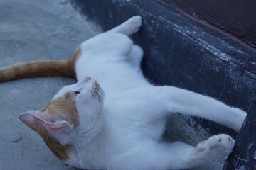 Fototapeta premium An Indonesian male domestic cat with white and orange fur playfully rolling on the ground, its bright orange eyes gleaming with excitement.