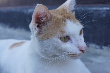 An Indonesian male domestic cat with white and orange fur playfully rolling on the ground, its bright orange eyes gleaming with excitement.