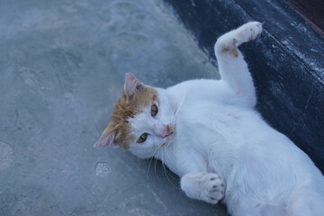 An Indonesian male domestic cat with white and orange fur playfully rolling on the ground, its bright orange eyes gleaming with excitement.