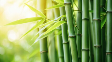 Lush green bamboo stalks basking in sunlight, creating a serene natural atmosphere.