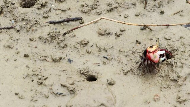 It is a small and cute fiddler crab that lives in the mud or sand of the coast.해안가 진흙이나 모래에 사는 작고 귀여운 농게 입니다.