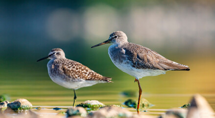Common Redshank (Tringa totanus) is a migratory bird that feeds on worms and molluscs in wetlands in Asia, Europe, America and Africa.