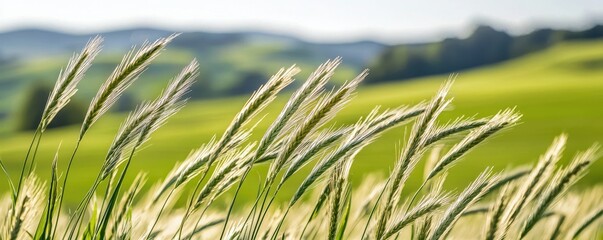 Wheat grass swaying gently in the breeze against a sunlit green landscape.