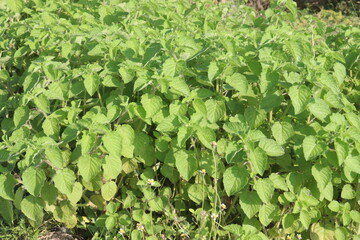 mesosphaerum suaveolens medicinal plant on field